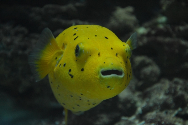 Nowi mieszkańcy Akwarium Gdyńskiego