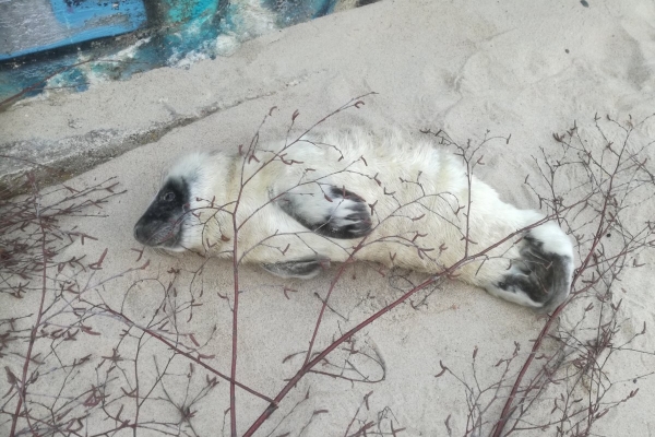 W Orłowie znaleziono szczenię foki szarej