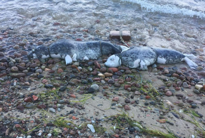 Gdynia: Policja spróbuje ustalić, kto zabił dwie foki znalezione na plaż...