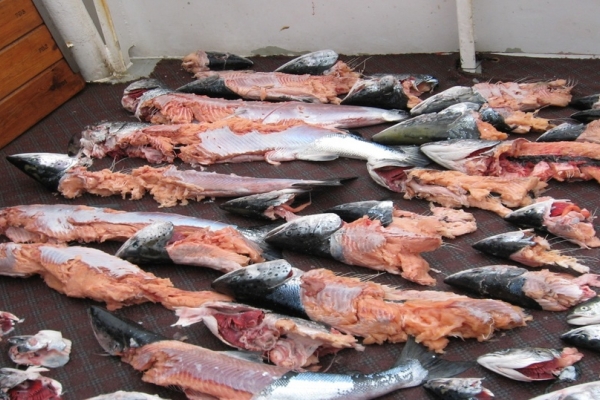 Straty w połowach powodowane przez foki szare w polskiej części Morza Bałtyckiego