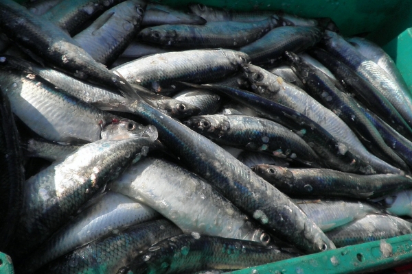 Ekolodzy: kupujmy ryby odpowiedzialnie - przez wzgląd na przyszłe pokolenia