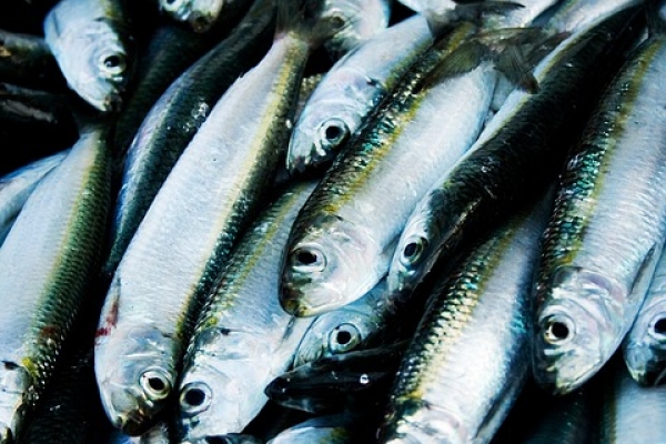 Luksemburg: posiedzenie Rady UE ds. Rolnictwa i Rybołówstwa