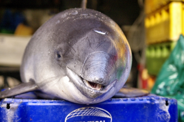 Kolejny krok w kierunku lepszej ochrony morświna - pingery przekazane rybakom