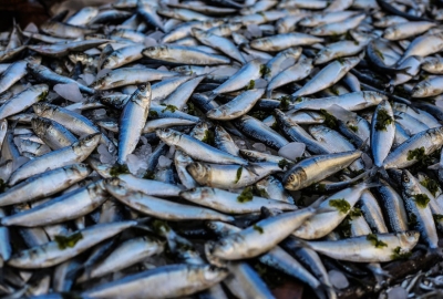 Odpowiedzialna konsumpcja ryb i owoców morza