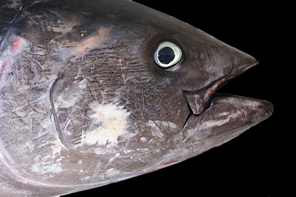 Japonia: Rekordowa cena 2,7 mln euro za tuńczyka ważącego 278 kg
