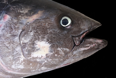 Japonia: Rekordowa cena 2,7 mln euro za tuńczyka ważącego 278 kg