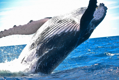 Japonia wznowiła przemysłowe odłowy wielorybów