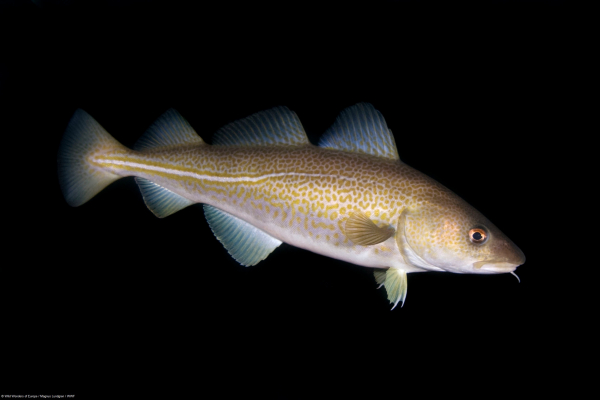 WWF: apel o natychmiastowe zamknięcie połowów dorsza na Bałtyku