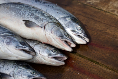 Wartość eksportu produktów rybołówstwa wzrosła o 18,2 proc.