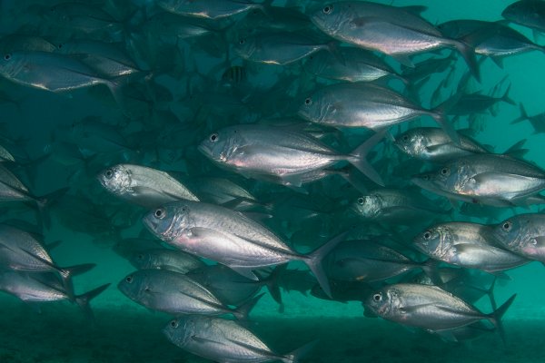 WWF: święta z widokiem na morze