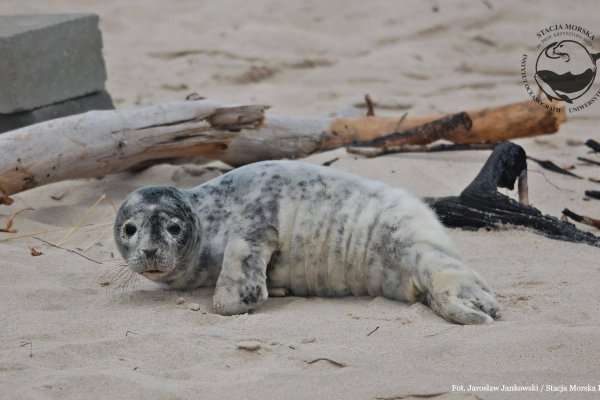 Straż Graniczna uratowała trzytygodniową fokę