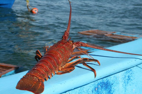 Granty MSC dla projektów naukowo-badawczych wspierających zrównoważone połowy
