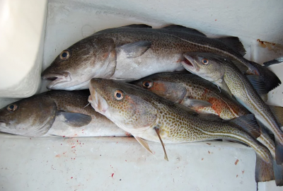 Jaką pomoc otrzymują rybacy w związku z zakazem połowu dorsza?