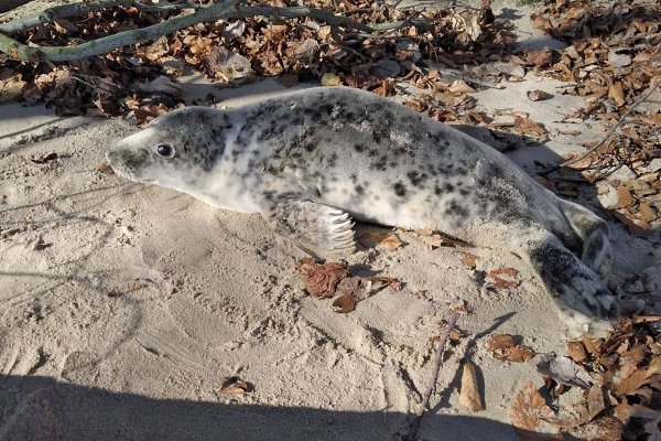 Młoda foka na gdyńskiej plaży
