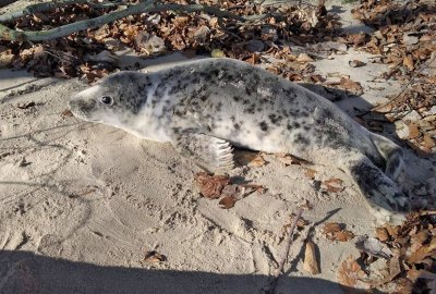 Młoda foka na gdyńskiej plaży