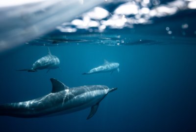 Komisarz UE interweniuje w państwach członkowskich w sprawie delfinów