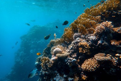 Zdjęcie ilustracyjne (Fot.: Pexels) Jak chronić morza i oceany