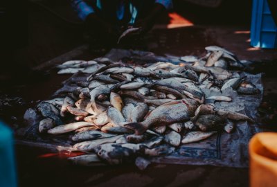 Zdjęcie ilustracyjne (Fot.: Pexels) hodowle ryb