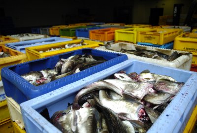 Zdaniem ICES w 2021 roku nadal powinien obowiązywać zakaz połowu dorszy ICES rekomenduje przedłużyć zakaz połowu dorszy i zmniejszyć połowy śledzi