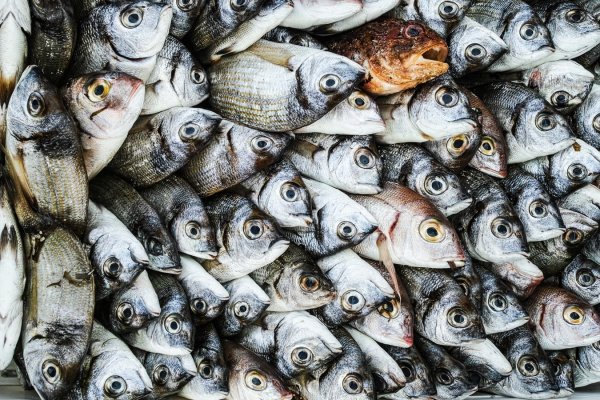 ARiMR ogłosiła nabór wniosków o wsparcie dla zakładów przetwórstwa rybnego