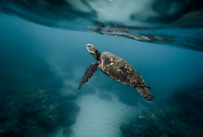 WWF Polska: Ocean umiera? Taki mamy klimat