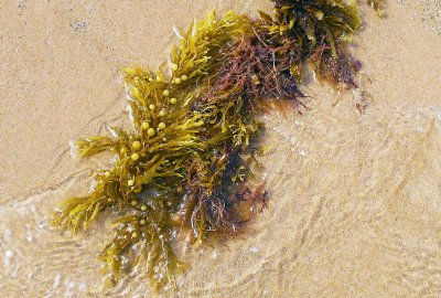 Chleb z alg morskich? W Portugalii nadmiar alg przy plażach pożyteczny d...