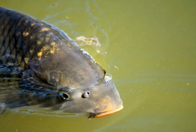Coraz trudniej o żywego karpia, ale i mniej chętnych