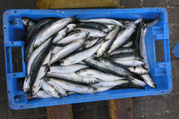 MSC: Czy wystarczy śledzi na kolejne święta?