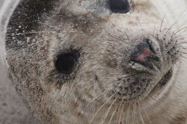 Pierwsze tegoroczne foki pojawiły się nad Bałtykiem