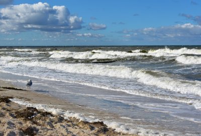 WWF: Teraz przyszłość Bałtyku jest w rękach premiera