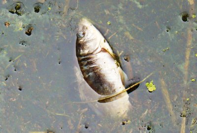 Tony martwych ryb u południowo-wschodniego wybrzeża Hiszpanii