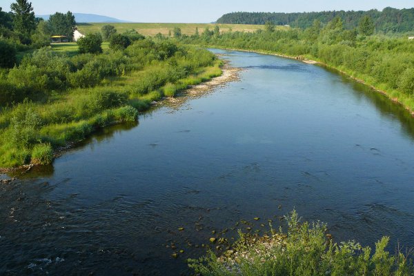 Prawie milion złotych na odtworzenie tras migracji ryb w dopływach Raby