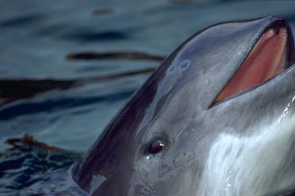 Jest nadzieja dla bałtyckiego morświna