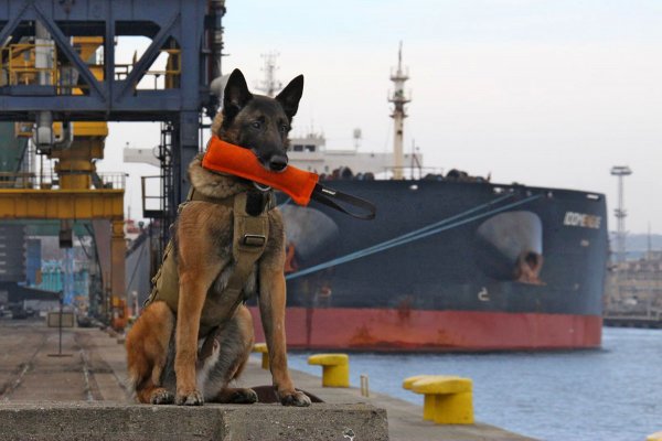 Szkolenie doskonalące dla przewodników psów służbowych w porcie Gdynia