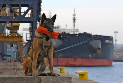 Szkolenie doskonalące dla przewodników psów służbowych w porcie Gdynia