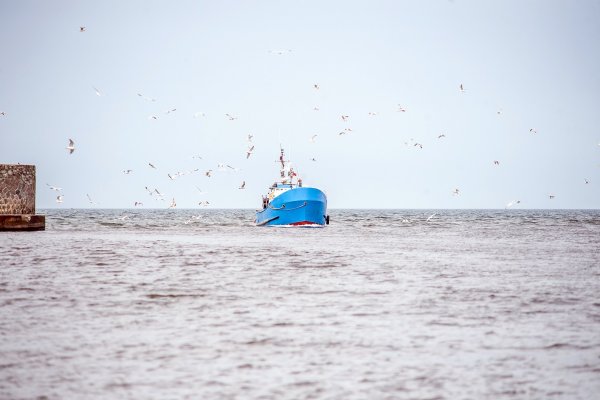 Zakaz połowu dorszy na 2023 rok zarekomendowany przez ICES