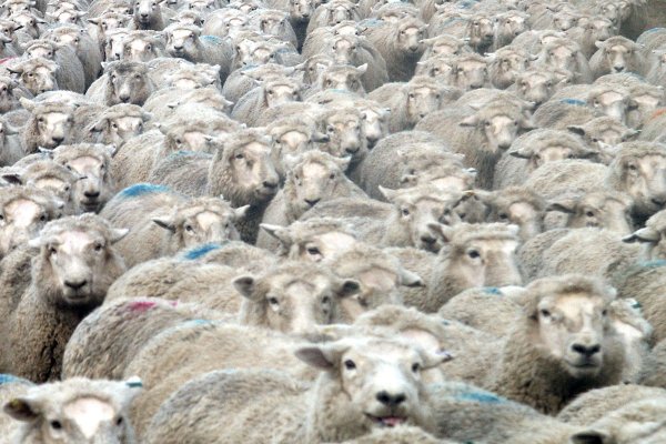 W Sudanie na statku utopiło się 15 000 owiec