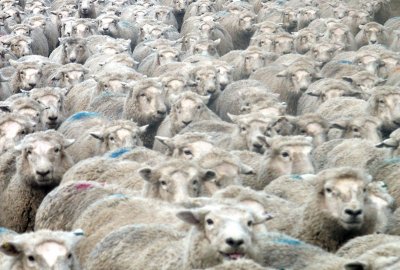 W Sudanie na statku utopiło się 15 000 owiec