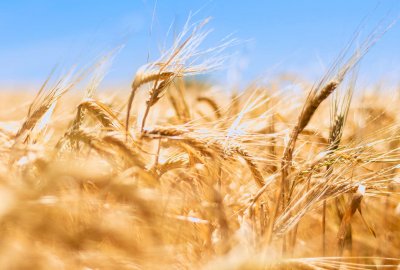 KPRM: rząd za budową terminalu na zboże w Gdańsku