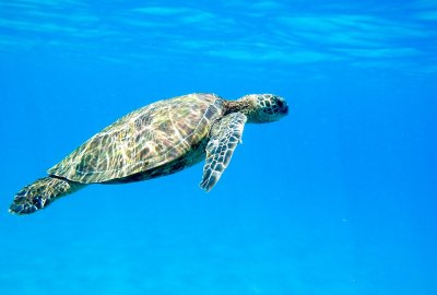 Fot.: mat. pras. Razem dla Oceanów. Co możesz zrobić, by chronić płuca naszej planety?