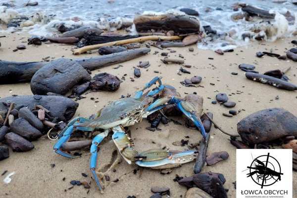 Kalinek błękitny w Morzu Bałtyckim