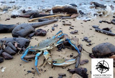 Kalinek błękitny w Morzu Bałtyckim