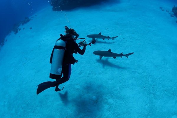 Światowej sławy biolożka morska Sylvia Earle wzywa do działań na rzecz ochrony oceanów...