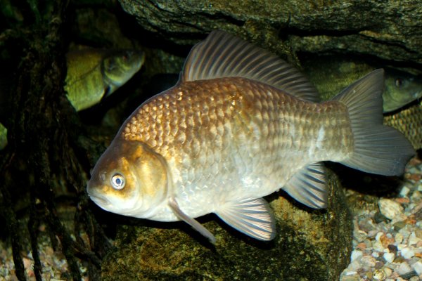 PGE Energia Odnawialna zarybiła jeziora Raduszeckie i Dychowskie