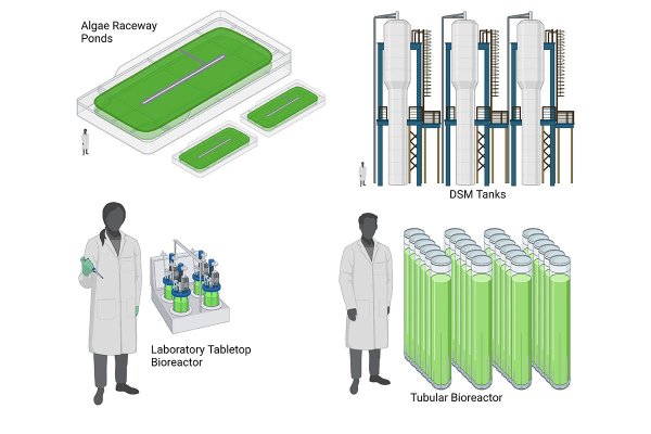 Naukowcy: mikroalgi mogą wyżywić świat