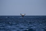 Wieloryb w Bałtyku. Ssaka widziano 70 km na północ od Zatoki Gdańskiej...