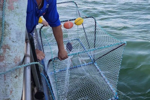 Naukowcy ZUT w Szczecinie zaprojektowali „fokooporne” klatki do połowu ryb