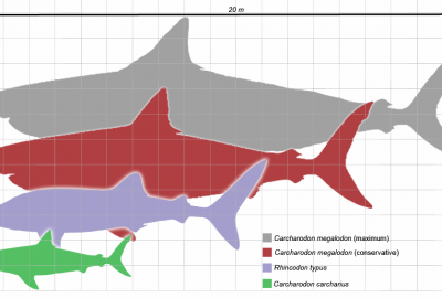 Wielki rekin megalodon był stałocieplny