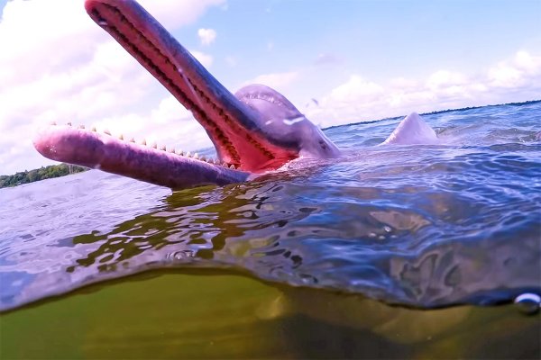 Różowe delfiny wśród ofiar suszy w brazylijskiej Amazonii