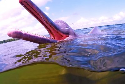 Różowe delfiny wśród ofiar suszy w brazylijskiej Amazonii